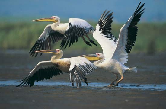 European white pelican